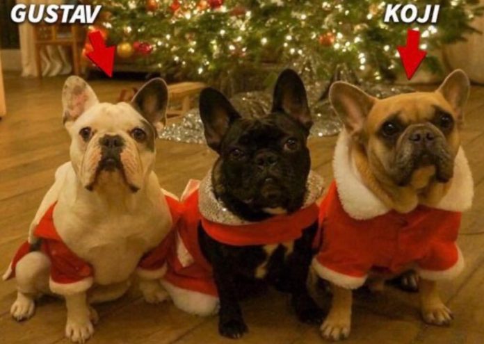 foto caini lady gaga