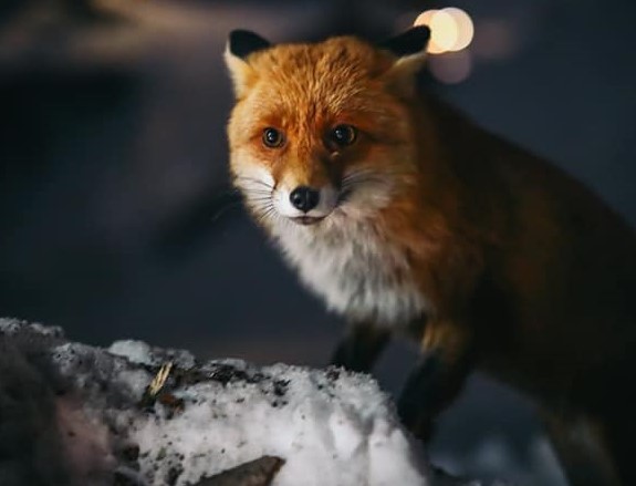 foto vulpe balea lac