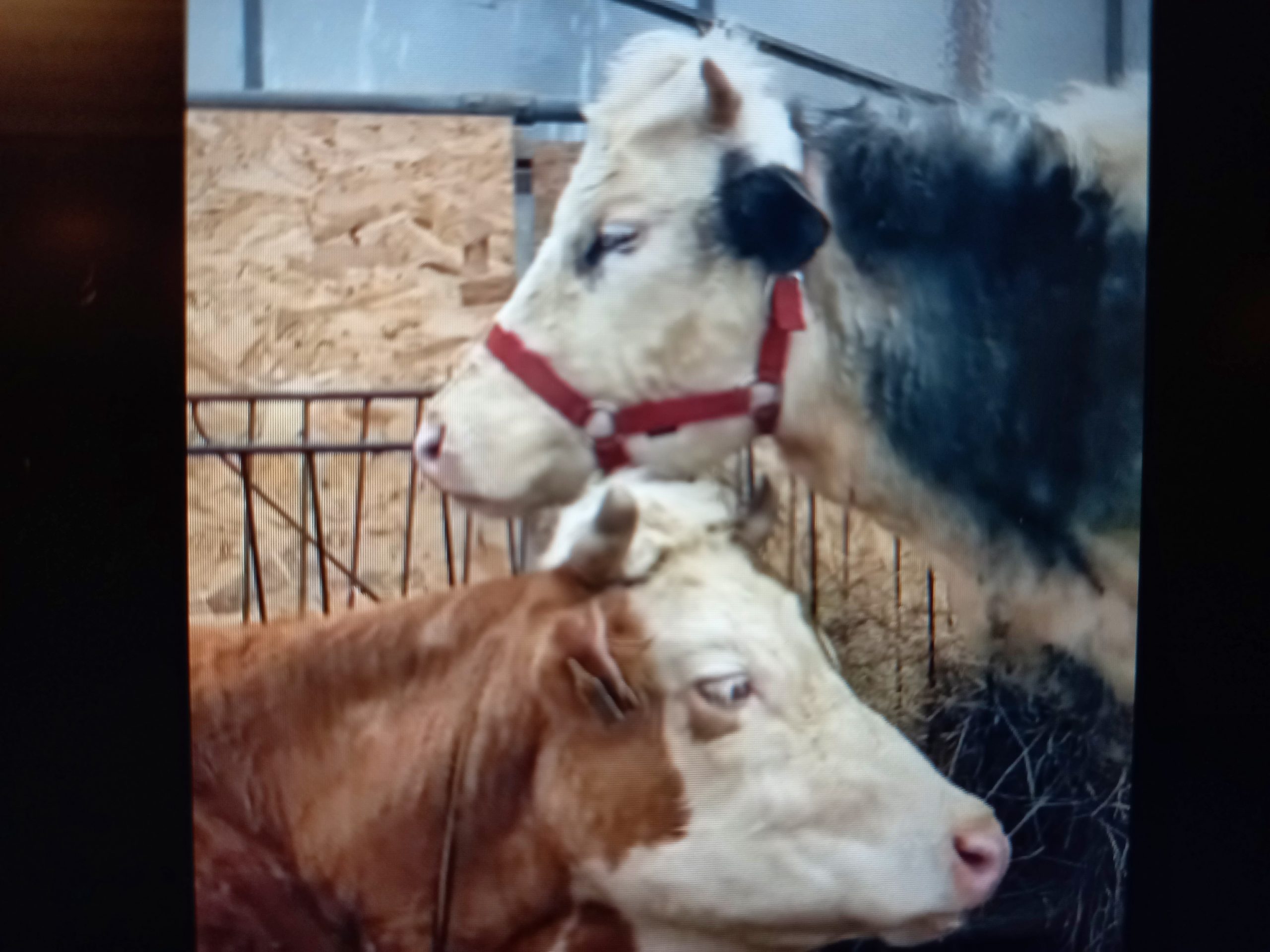 Două văcuţe au fost salvate în Sibiu