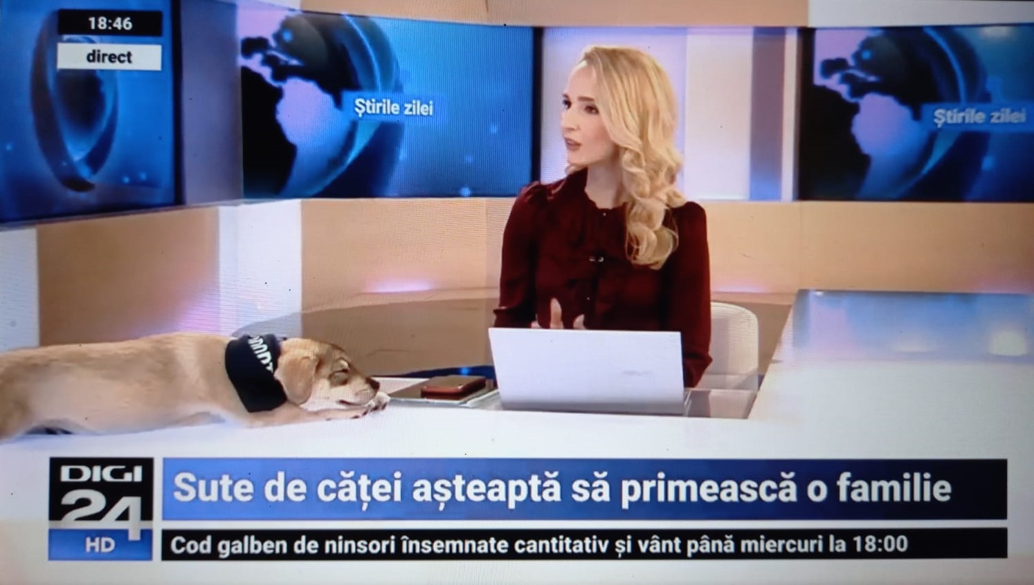 VIDEO Căţelul Snow, apariţie inedită într-un studio de televiziune. A adormit în timpul jurnalului