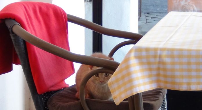 foto pisica terasa Kulinarium