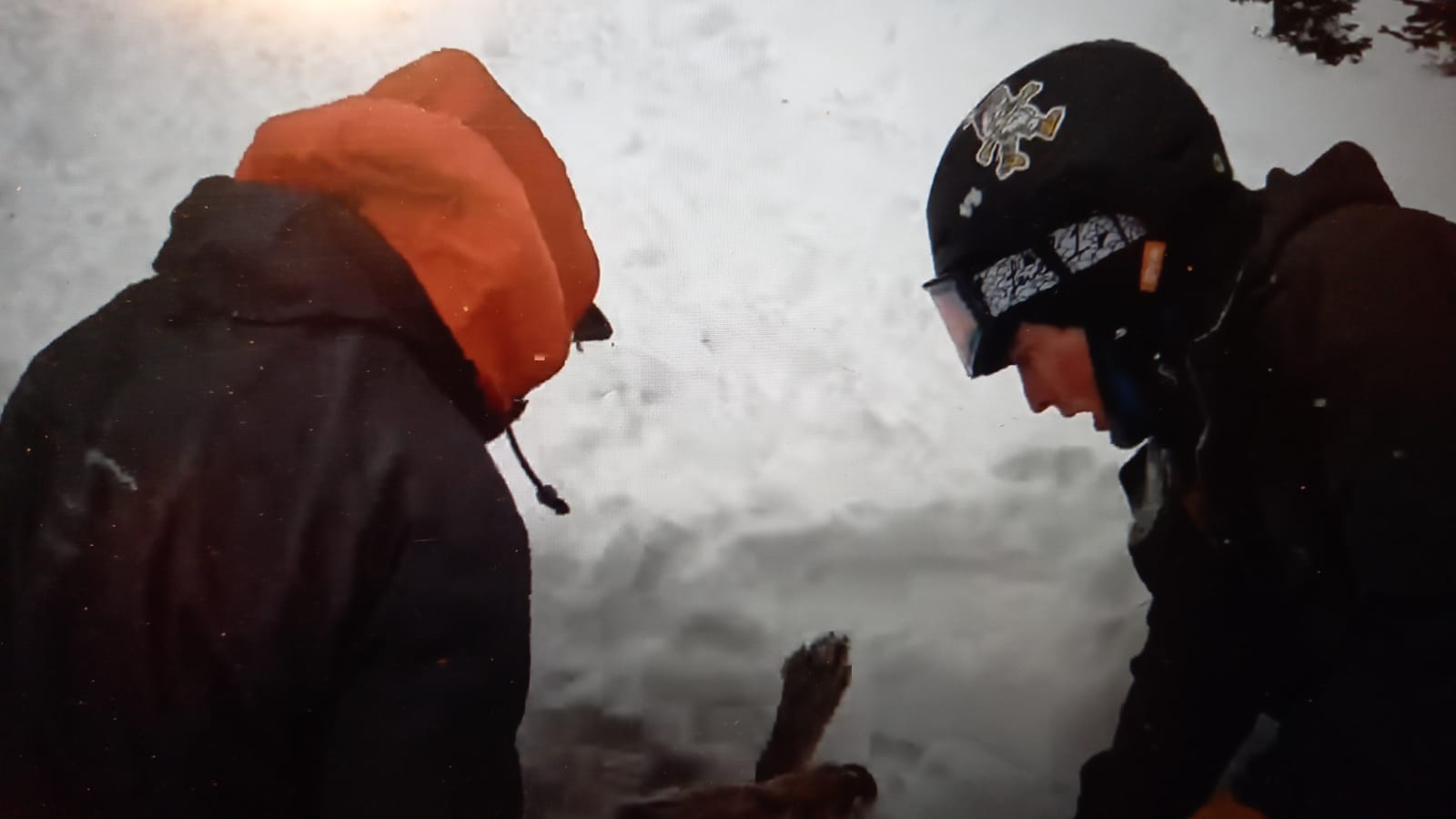 VIDEO Vezi cum un câine este salvat din avalanşă