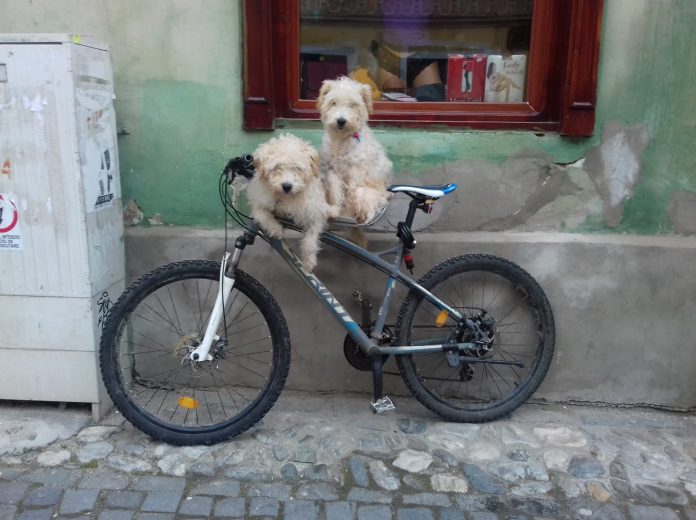 foto catei pe bicicleta 7 februarie 2019