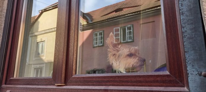 foto catel in geam sibiu 1 iunie 2022