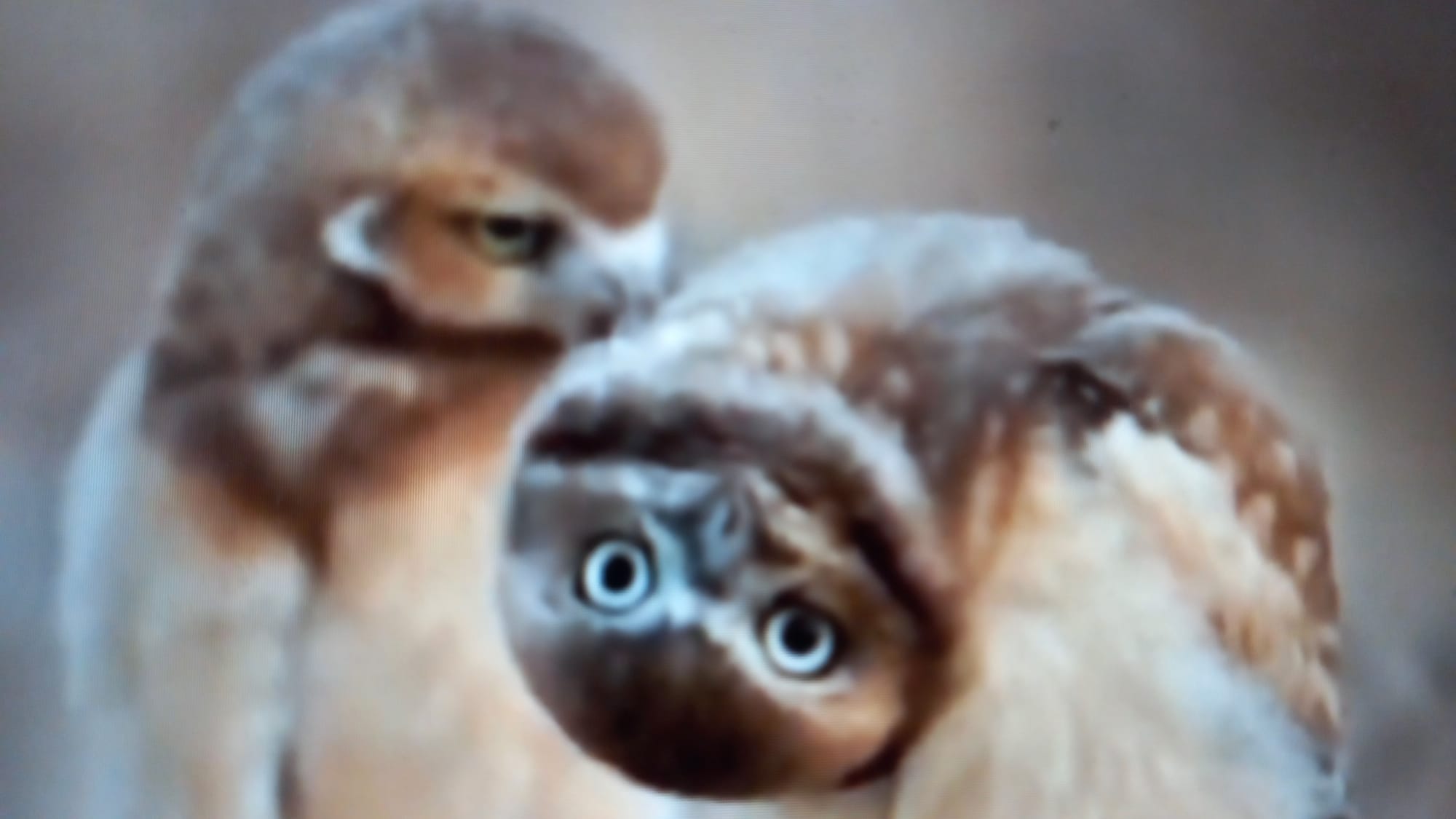 VIDEO Umor cu animale