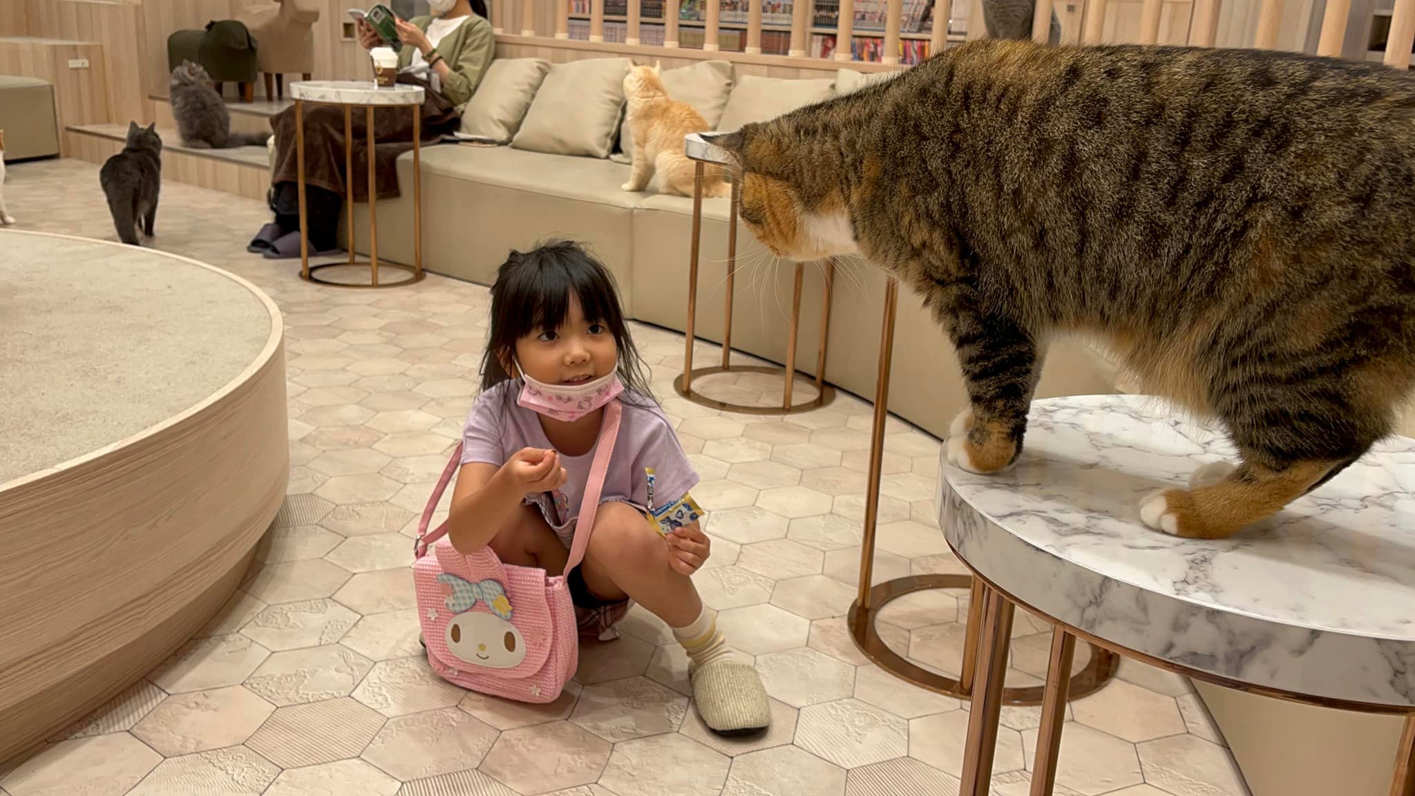 VIDEO JAPONIA: Cum arată una din cele mai faimoase cafenele cu pisici