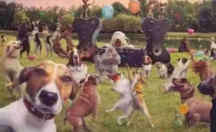 foto facebook animale fits fara artificii