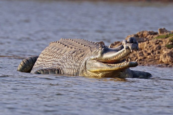 foto crocodil
