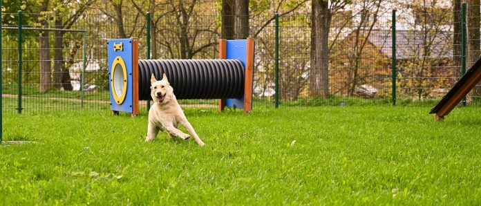 Locuri de joaca pentru caini (8)