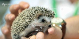 Ariciul – ”Animalul anului 2024” în Germania (ONG)