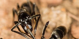 Furnica „chirurg” amputează membrele camarazilor răniţi pentru a le salva viaţa (studiu)